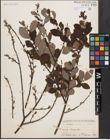 Foto von Salix aurita L.